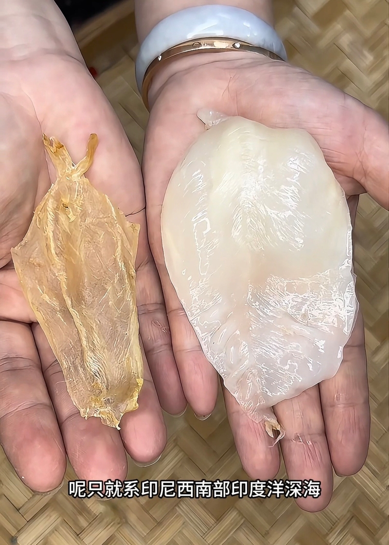 印度洋深海野生白花膠 約250頭