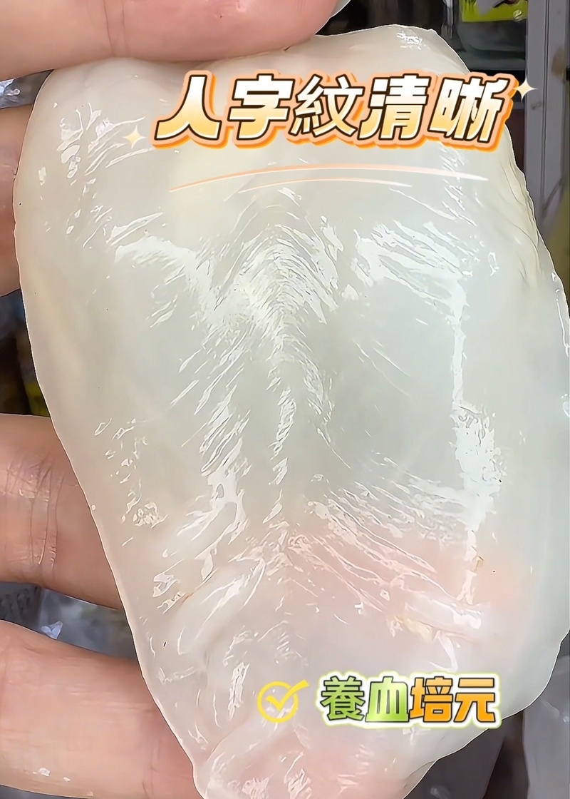 印度洋深海野生白花膠 約250頭