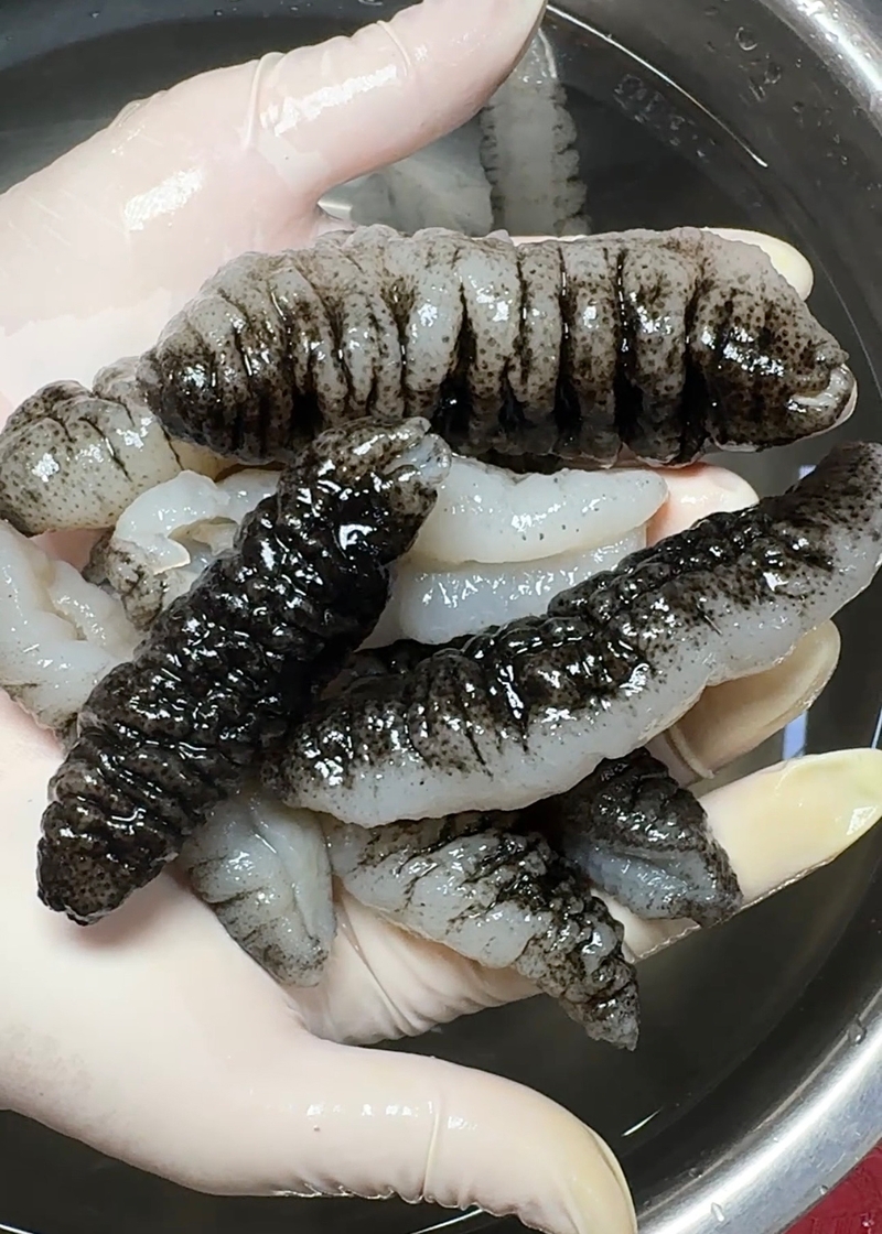澳洲純野生禿參仔