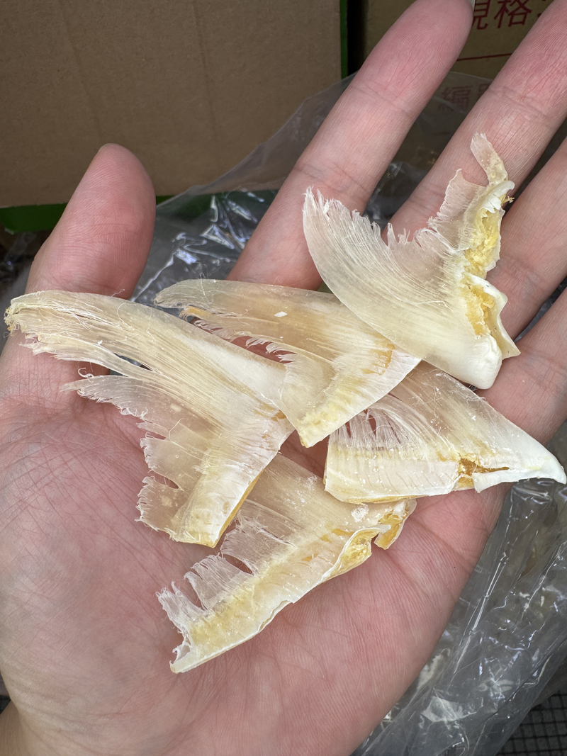 金勾翅仔 魚翅仔