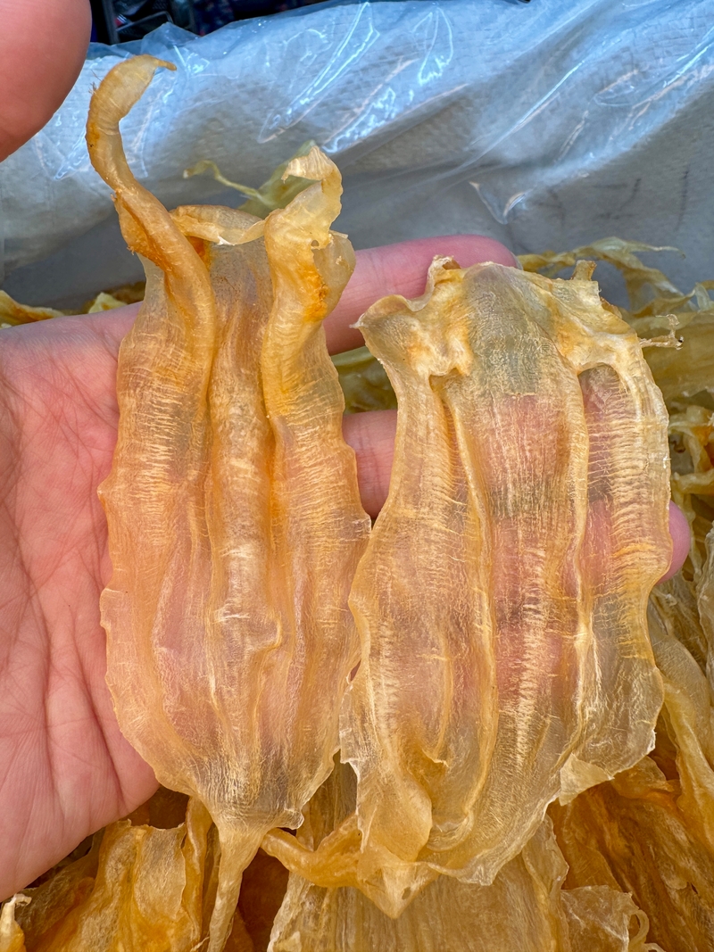 精選清水扎膠公花膠 窄膠公