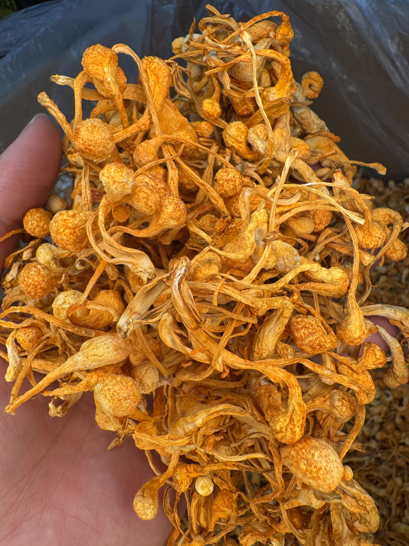 蟲草花孢子頭 新鮮香！