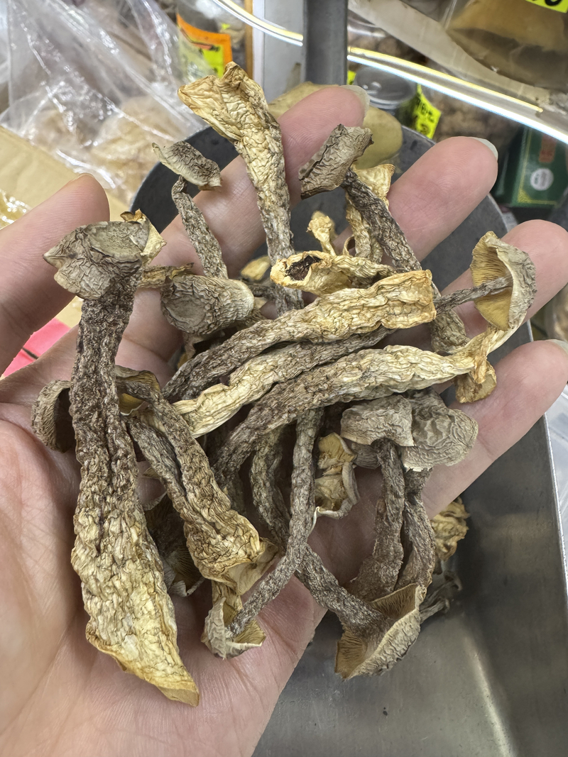 A級鹿茸菇 鹿茸菌