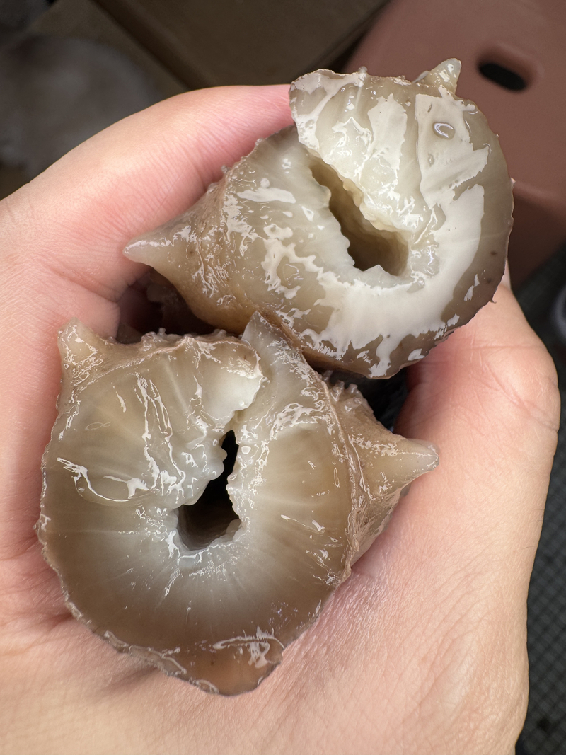 自用級日本沖子參B級