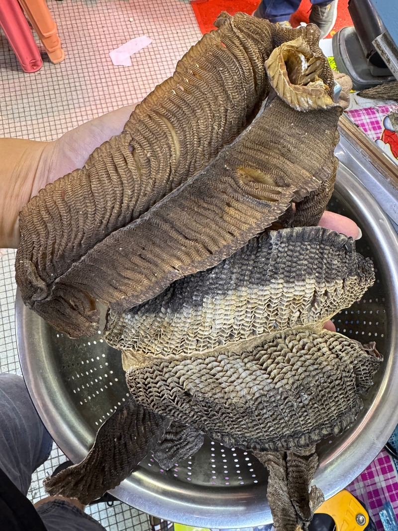 膨魚鰓大碼
