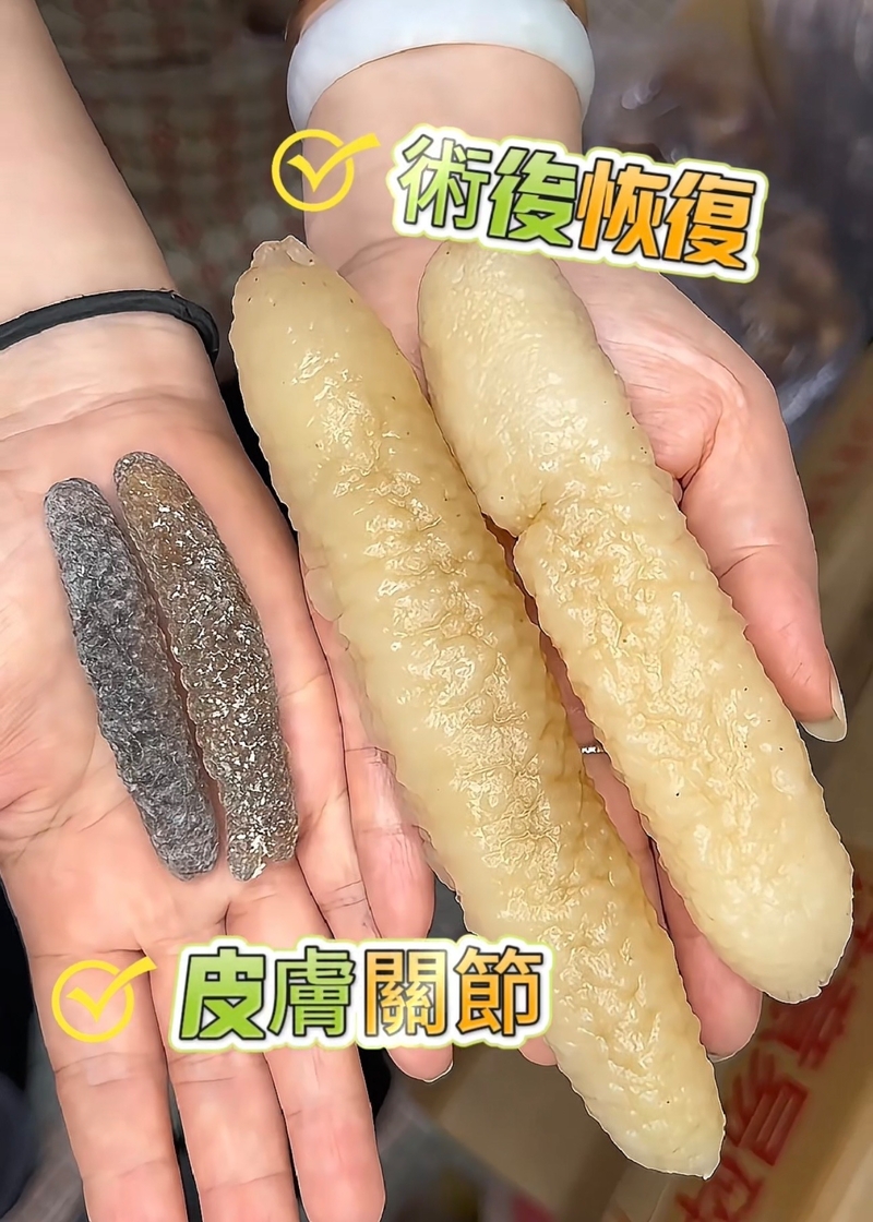 印度洋沙禿參 海參