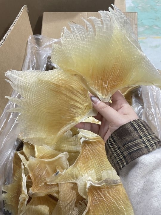 浦魚翅