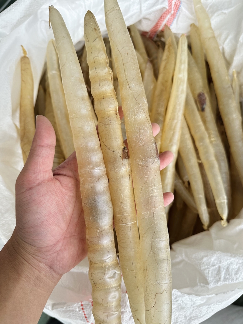 鱔魚肚 鱔魚膠 鱔肚 鱔膠