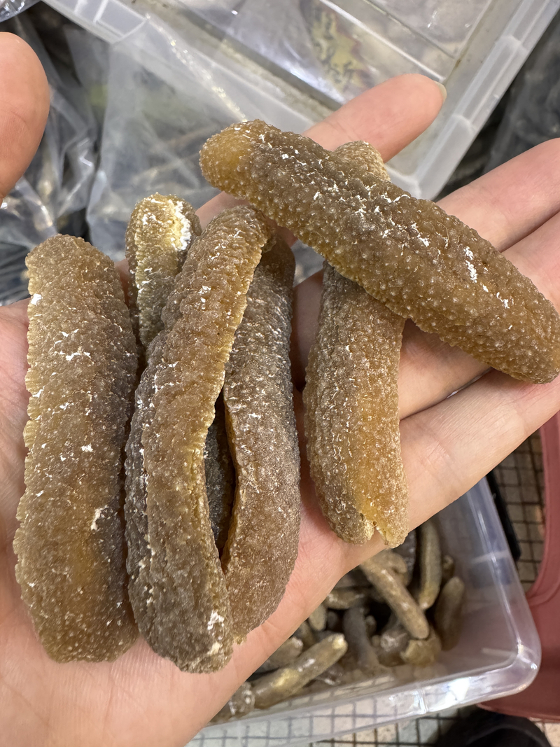 澳洲沙禿參
