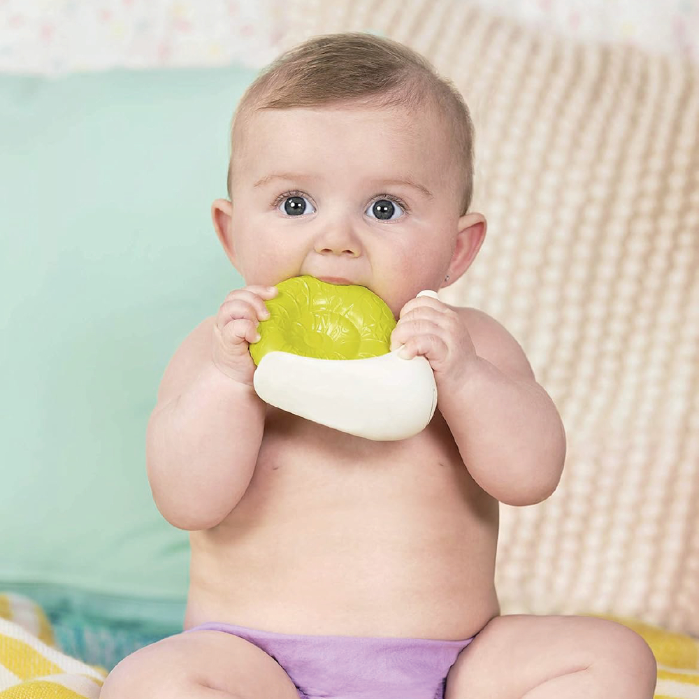 BX1557Z@SNAIL B. TEETHER